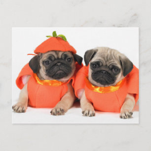 Postal Dos Pugs