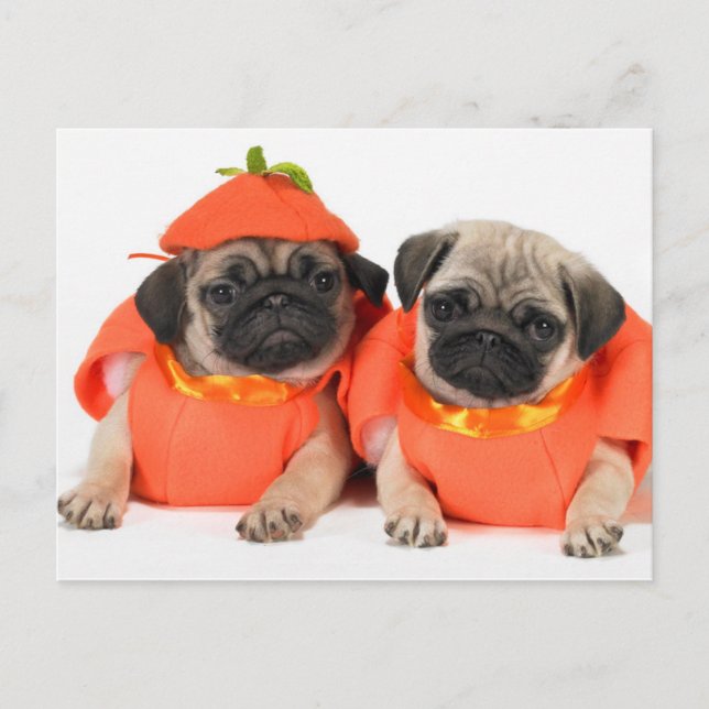 Postal Dos Pugs (Anverso)