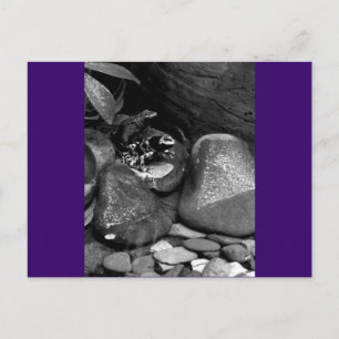 Postal Dos ranas en una roca B+W