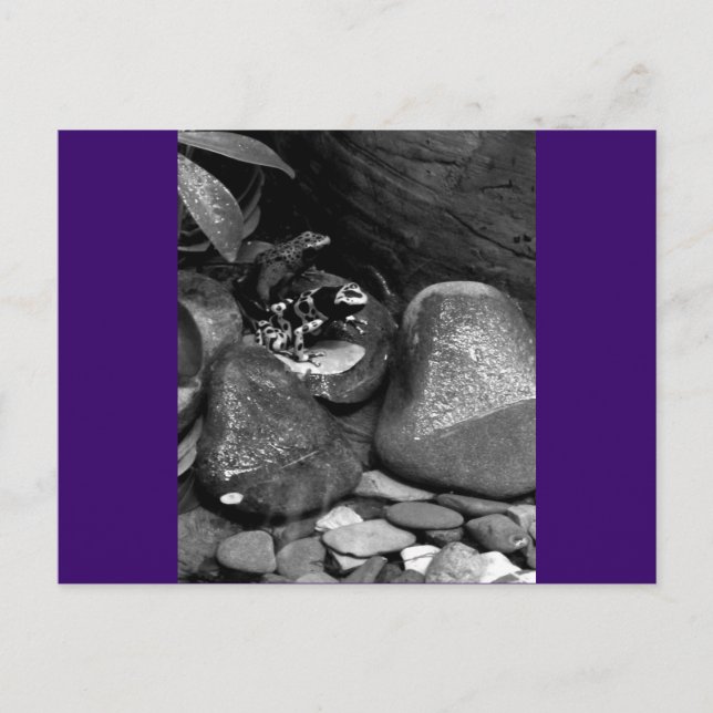 Postal Dos ranas en una roca B+W (Anverso)
