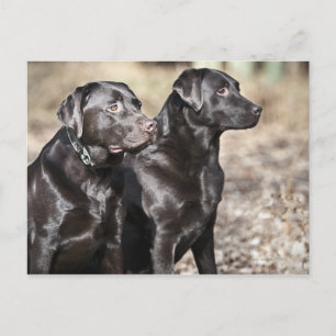 Postal Dos recuperadores de Labrador Negro