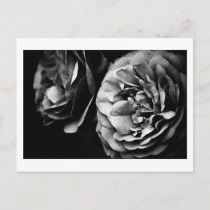 Postal dos rosas