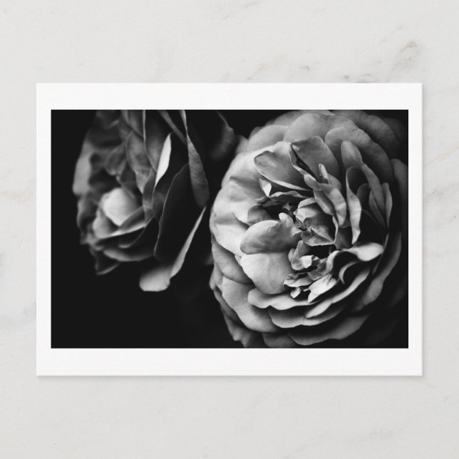 Postal dos rosas (Anverso)