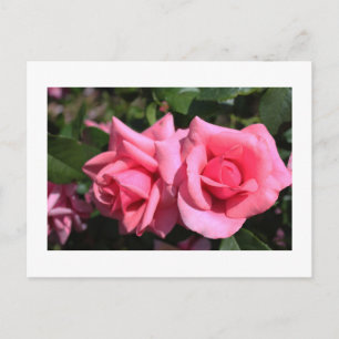 Postal dos rosas perfectas de color rosa caliente. amor