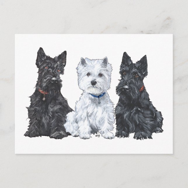 Postal Dos Scotties y un Westie (Anverso)