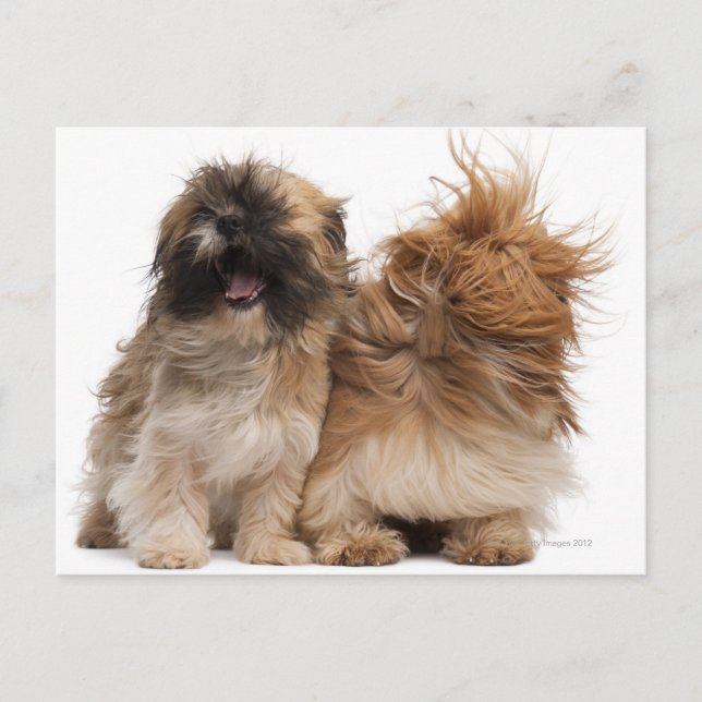 Postal Dos Shih-Tzus en el viento (Anverso)