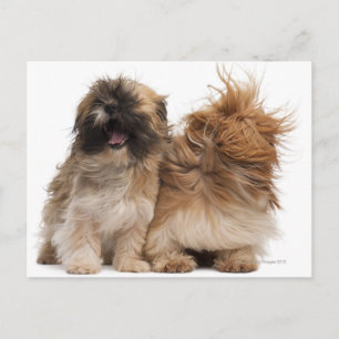 Postal Dos Shih-Tzus en el viento