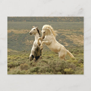Postal Dos Stallions salvajes luchan