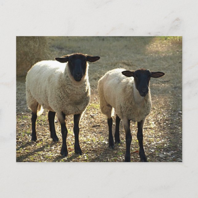 Postal Dos Suffolk Sheep Tarde Luz Solar (Anverso)