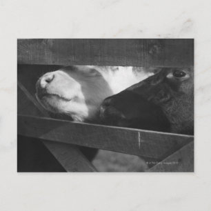 Postal Dos terneros que buscan sus narices a través de la