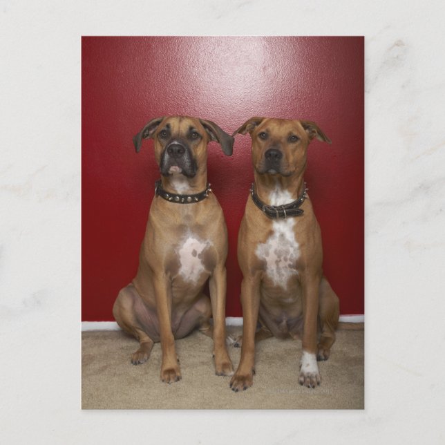 Postal Dos terribles estadounidenses en stanford sentados (Anverso)