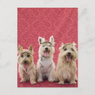 Postal Dos terriers de cairina y un westie