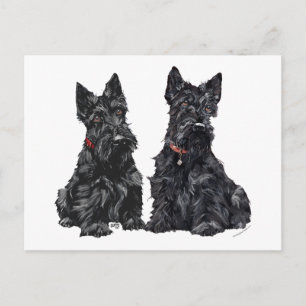 Postal Dos Terriers Escoceses Negros