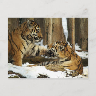 Postal Dos tigres
