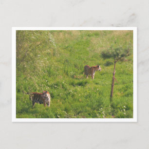 Postal Dos Tigres