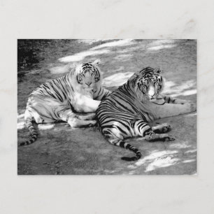 Postal Dos tigres fotografía en blanco y negro