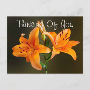 Postal Dos Tigres Naranjas Lilies and Buds Photography