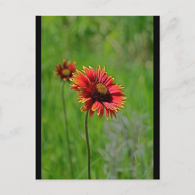 Postal Dos tipos (Anverso)