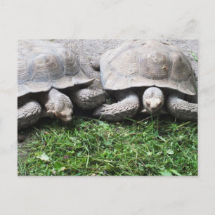 Postal Dos tortugas de alimentación