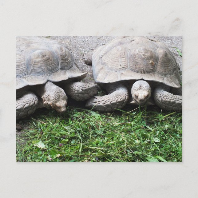 Postal Dos tortugas de alimentación (Anverso)