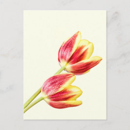 Postal Dos tulipanos