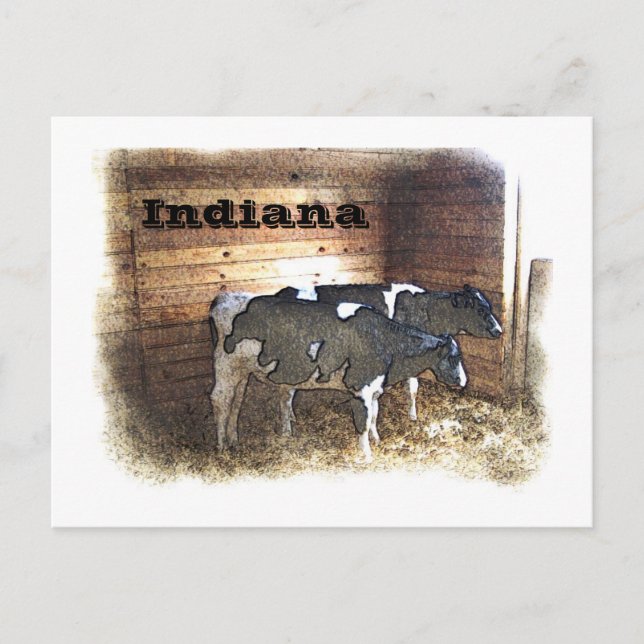 Postal Dos vacas (Anverso)