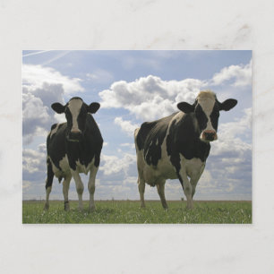 Postal Dos vacas frisonesas