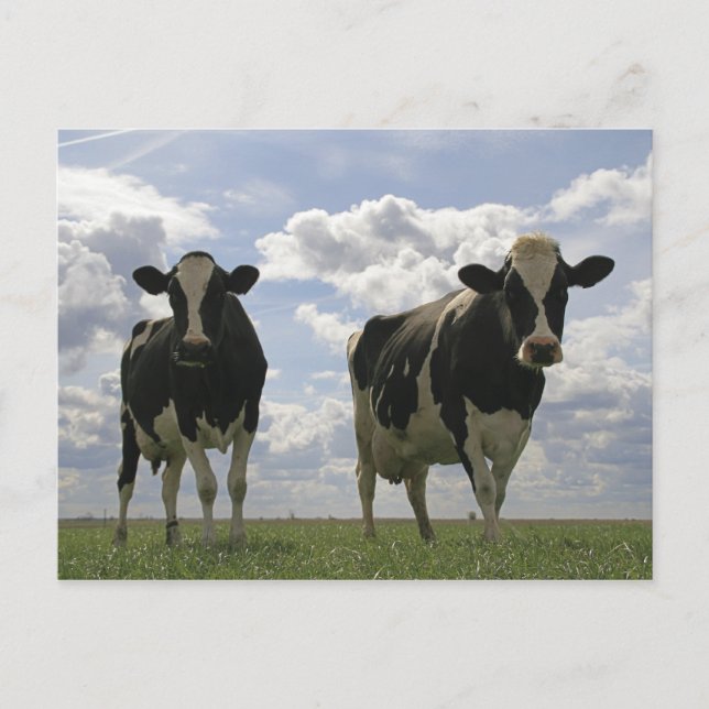 Postal Dos vacas frisonesas (Anverso)