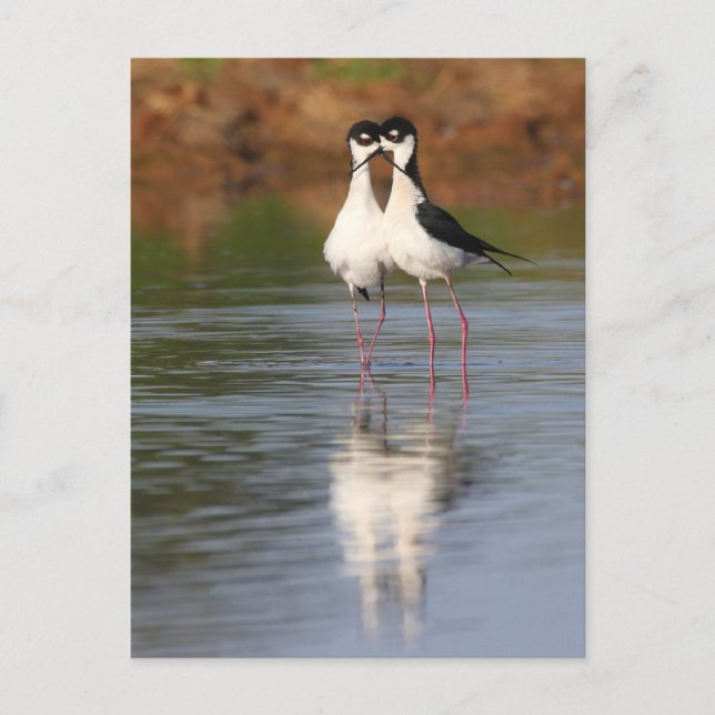 Postal dos zanjas (Anverso)