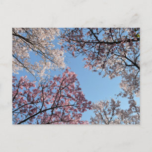 Postal Doscubierta de Flores de Cerezo: Tokio, Japón