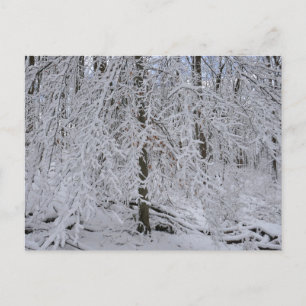 Postal Dosel de abedul nevado