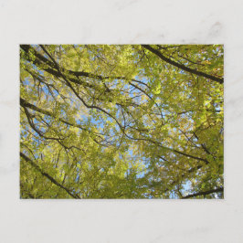 Postal Dosel de hojas de Ginkgo