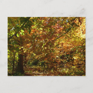 Postal Dosel de Hojas de Otoño II Fotografía de Otoño Ama