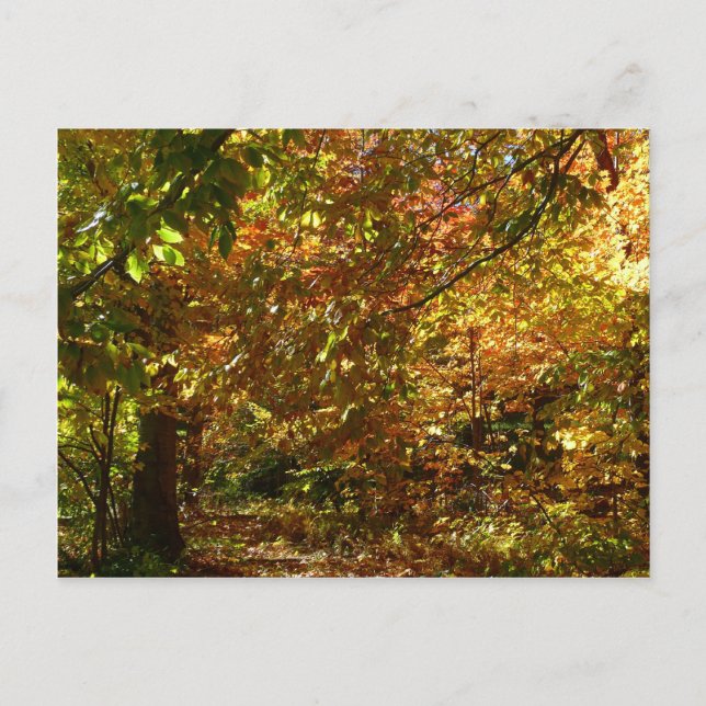 Postal Dosel de Hojas de Otoño II Fotografía de Otoño Ama (Anverso)