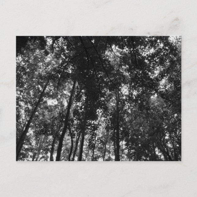 Postal Dosel forestal 01 BN (Anverso)