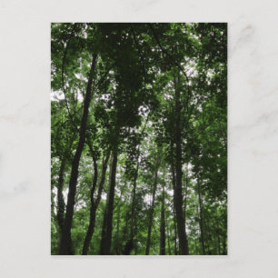 Postal Dosel forestal 02