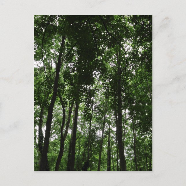 Postal Dosel forestal 02 (Anverso)