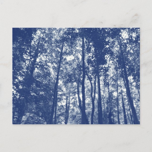 Postal Dosel forestal - Efecto cianotipo (Anverso)