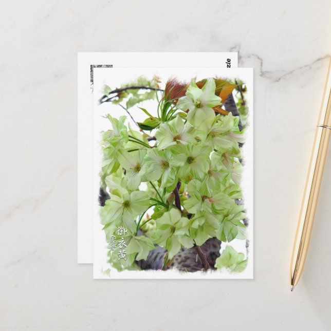 Postal Double Cherry Blossom: Gioiko (Anverso/Reverso In Situ)
