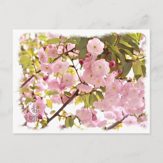 Postal Double Cherry Blossom: Imose (Anverso)