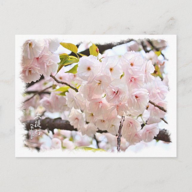 Postal Double Cherry Blossom: Oh-jochin (Anverso)