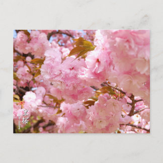 Postal Double Cherry Blossom: Sato-zakura