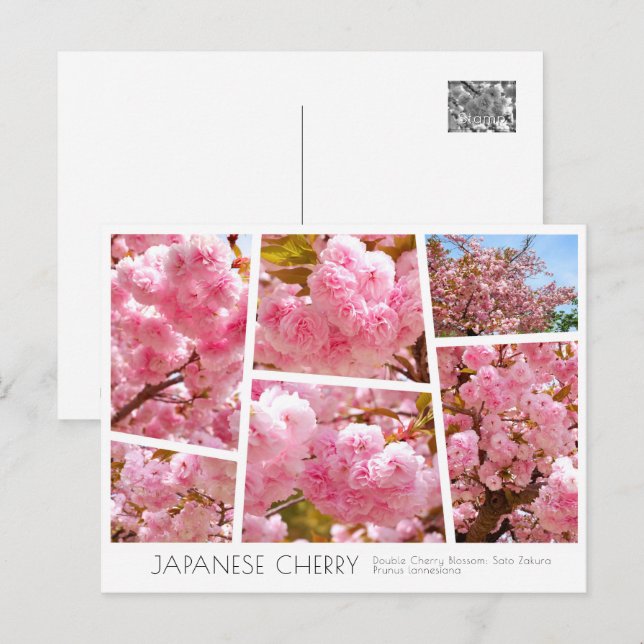Postal Double Cherry Blossom: Sato-zakura (Anverso / Reverso)