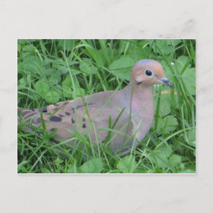 Postal Dove