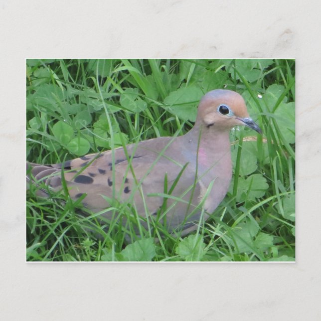 Postal Dove (Anverso)