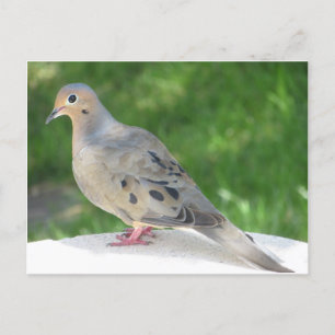 Postal Dove