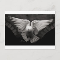 Dove