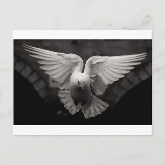 Postal Dove (Anverso)