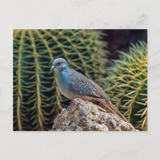 Postal Dove de diamante ( Geopelia Cuneata ) (Anverso)
