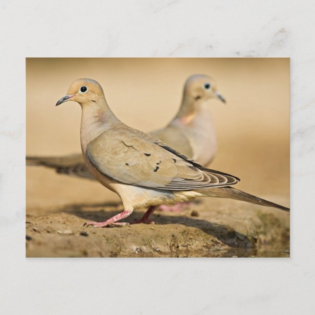 Postal Dove de duelo (Anverso)